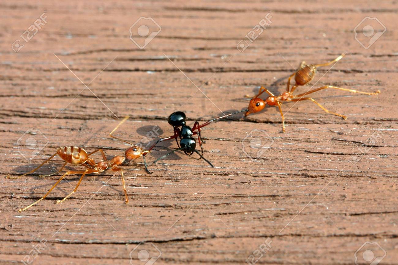 Red Ants & Black Ants
